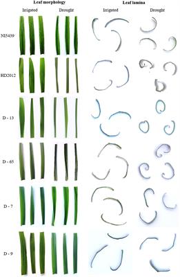 Leaf rolling in bread wheat (Triticum aestivum L.) is controlled by the upregulation of a pair of closely linked/duplicate zinc finger homeodomain class transcription factors during moisture stress conditions